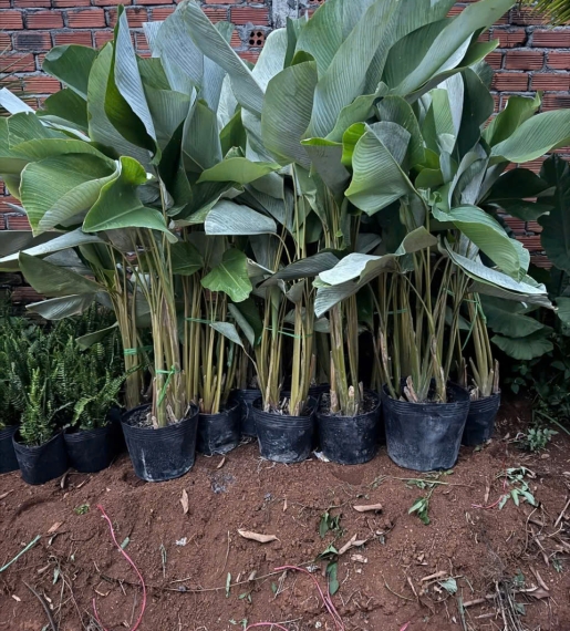 Cây Giông bạc 