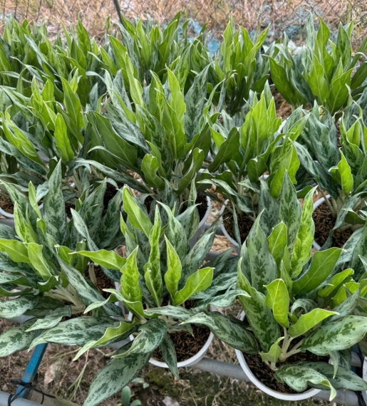 Cây Giữ Tiền