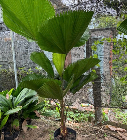 Cây Cọ Mỹ