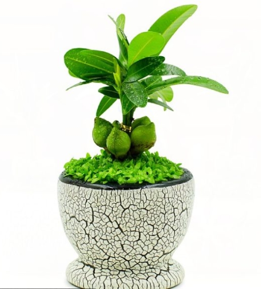 Cây Tài Lộc