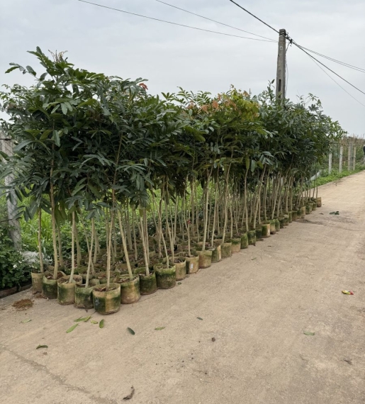 Cây xà cừ