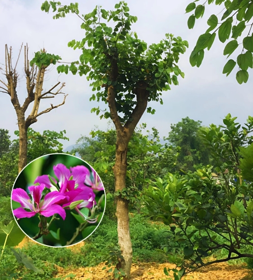 Cây Móng Bò Hoa Tím 