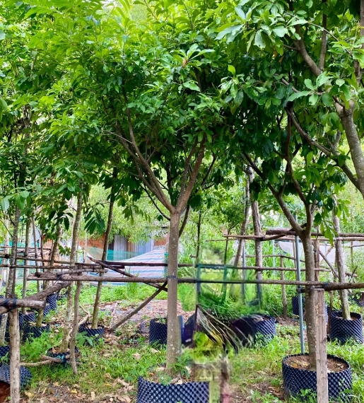 Cây Lộc Vừng Hoa Đỏ 
