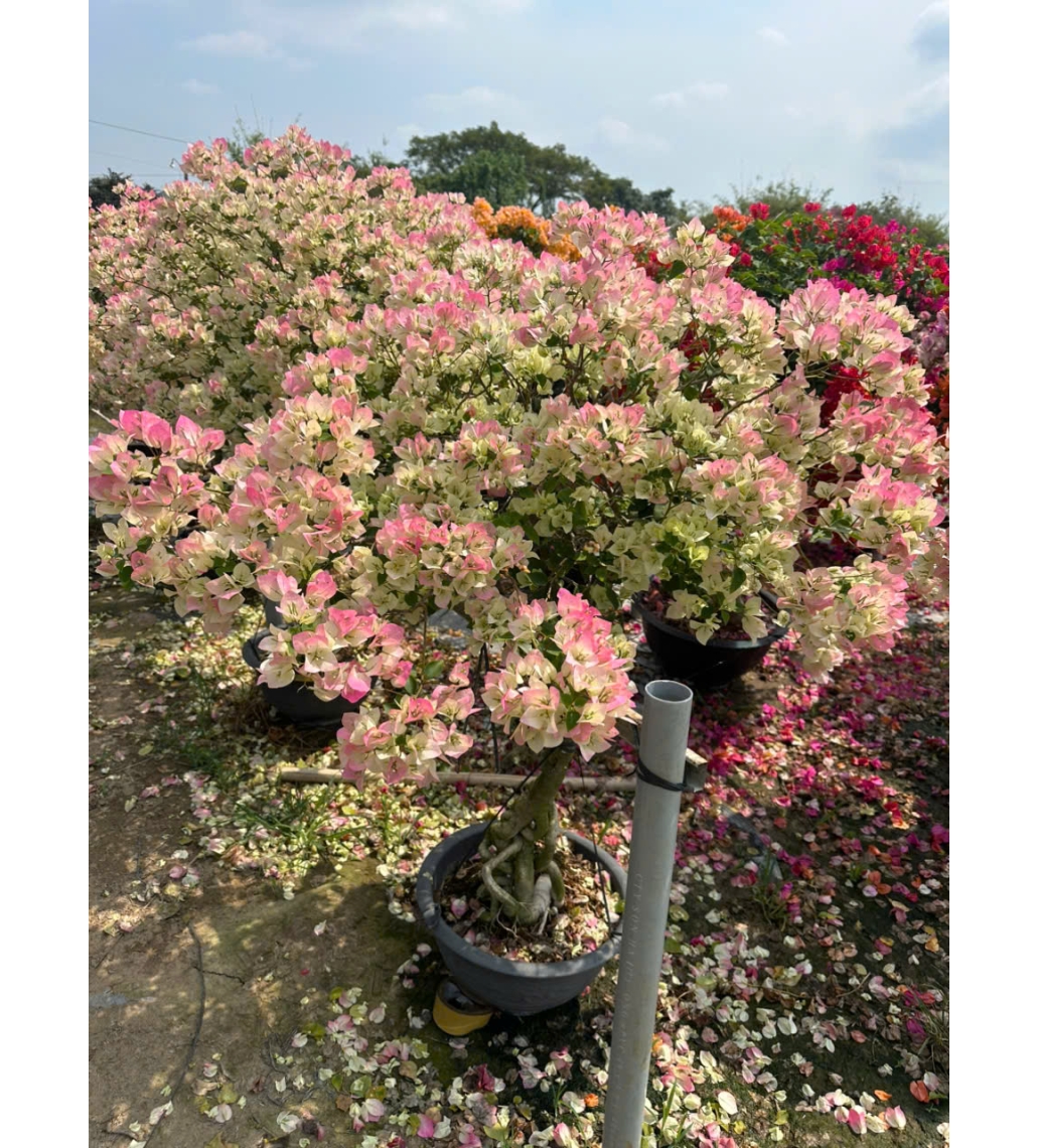 Cây Bông Giấy Sakura
