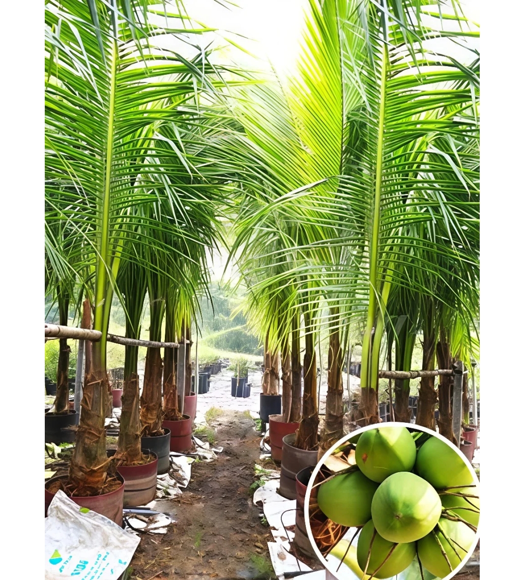  Cây Dừa Xiêm Lùn 
